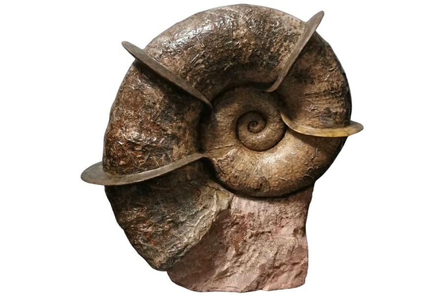 Bladed ammonite fossil