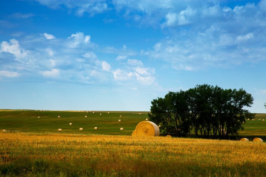 grassy field with a hay bale and a tree in the Buffalo Gap National Grasslands