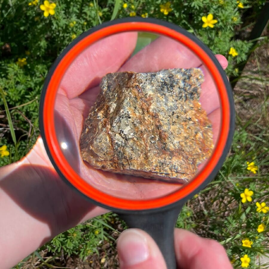 Closely examining the details of a specimen using a magnifying lens