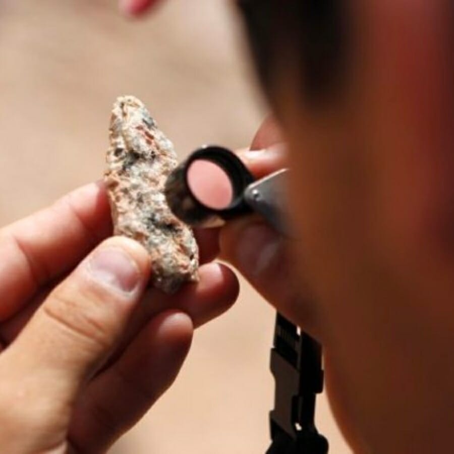 Closely examining a specimen's features