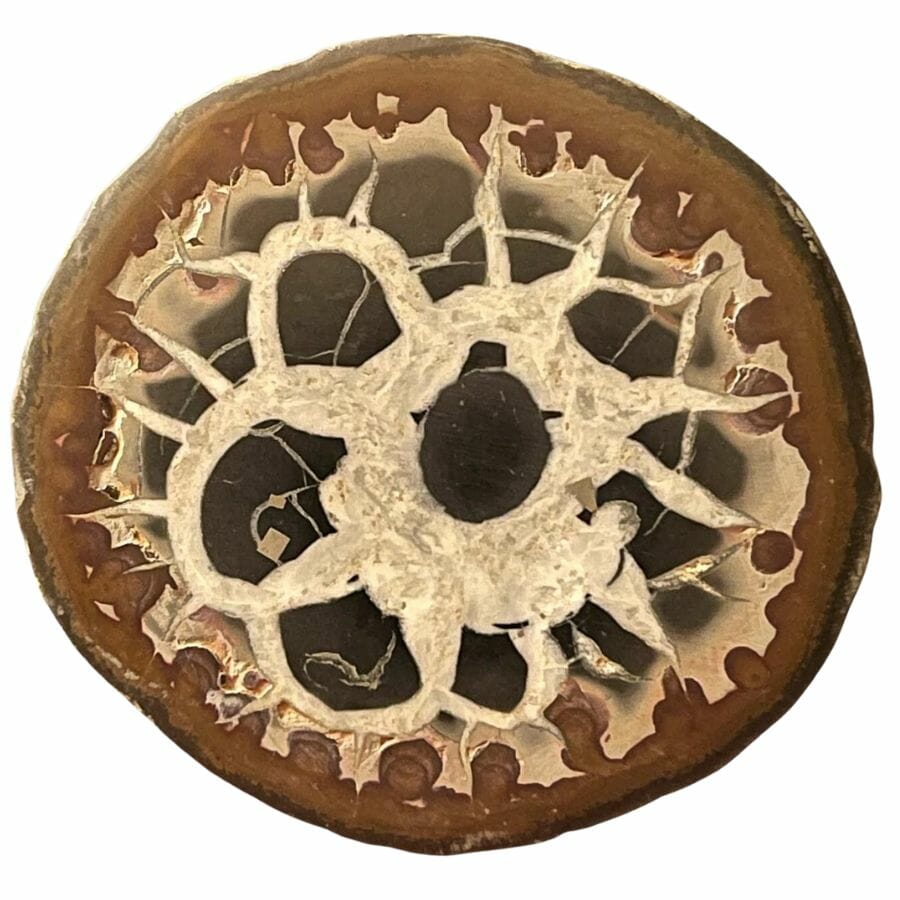 Beautiful brown and tan septarian nodule that has been cut and polished