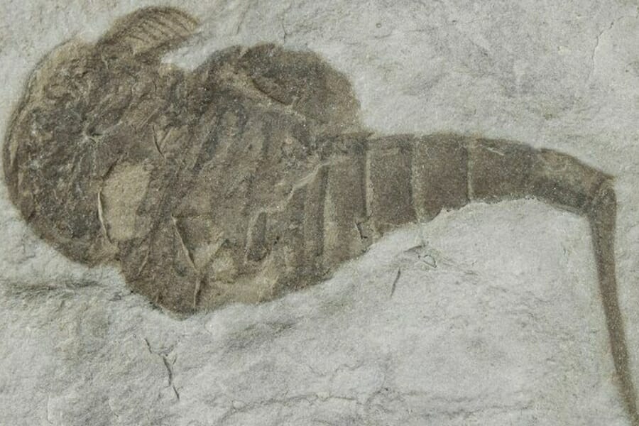 A fossilized sea scorpion or eurypterus