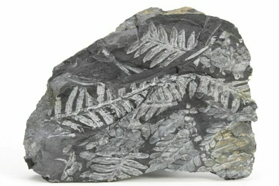 Fossilized fern leaves on a rock