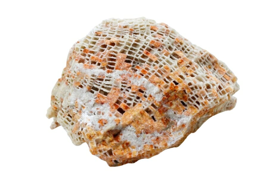 A pretty white and orange naturally detailed fossilized coral