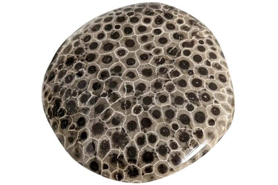 Beautiful fossilized coral petoskey stone from Michigan