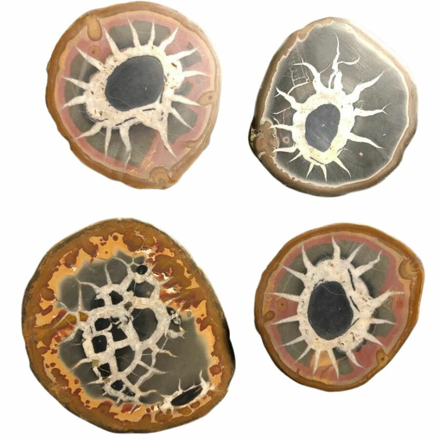 Full Septarian Nodule Guide: Photos, Facts, and Locations