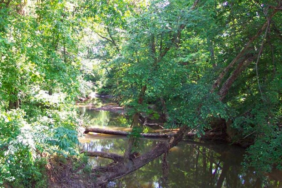Forested area with a shallow creek in Graves County