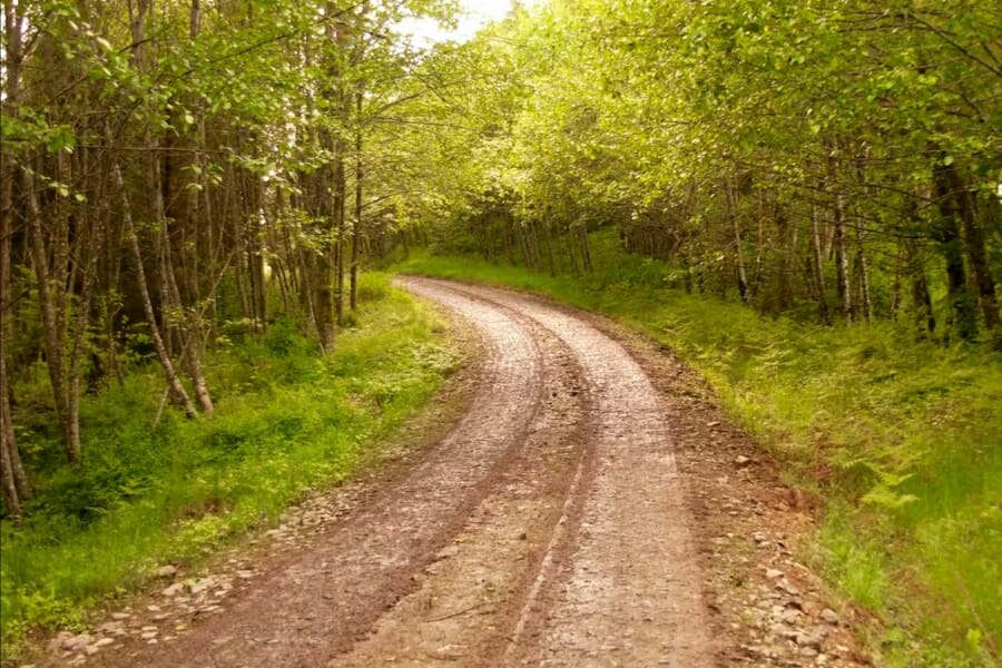 The trail of Green Mountain Road surrounded by lush green trees