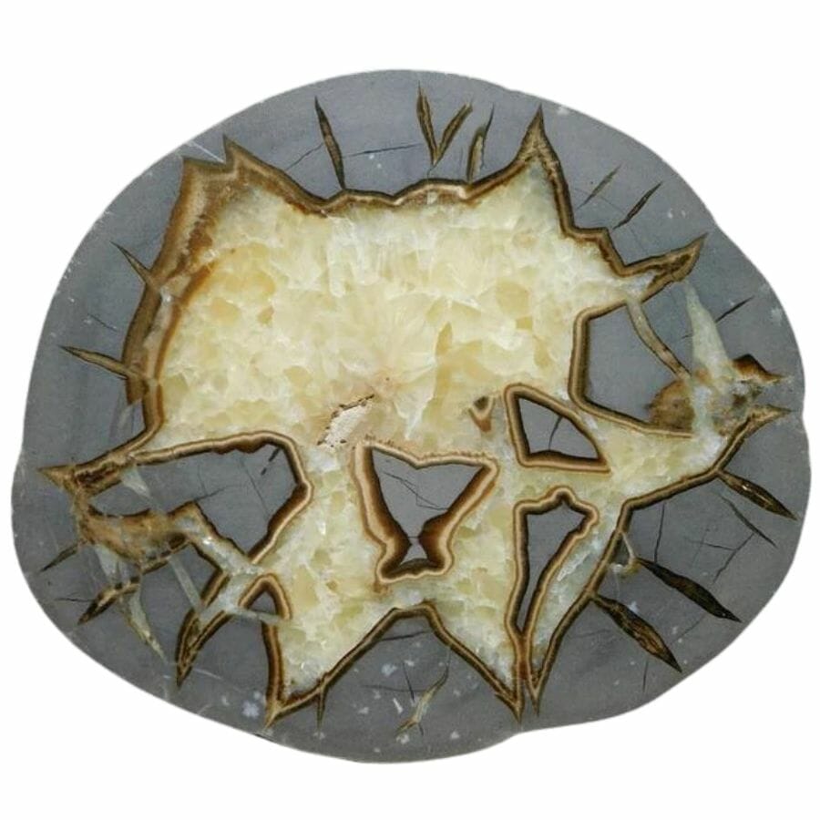 Cut and polished septarian nodule with a grey exterior and a white interior