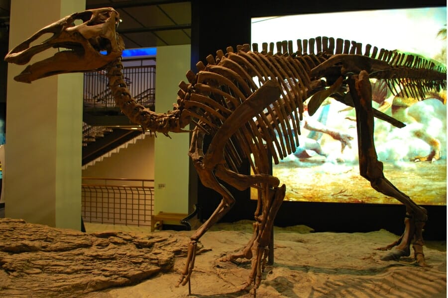 Reconstructed skeleton of the Hadrosaurus foulkii at the Academy of Natural Sciences