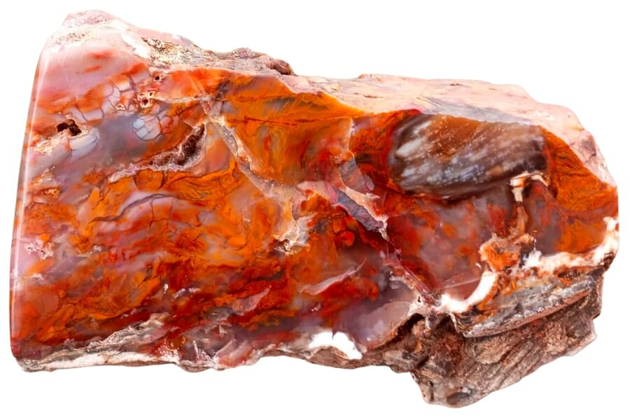 A beautiful pieces of opalized wood showing orange-red hues