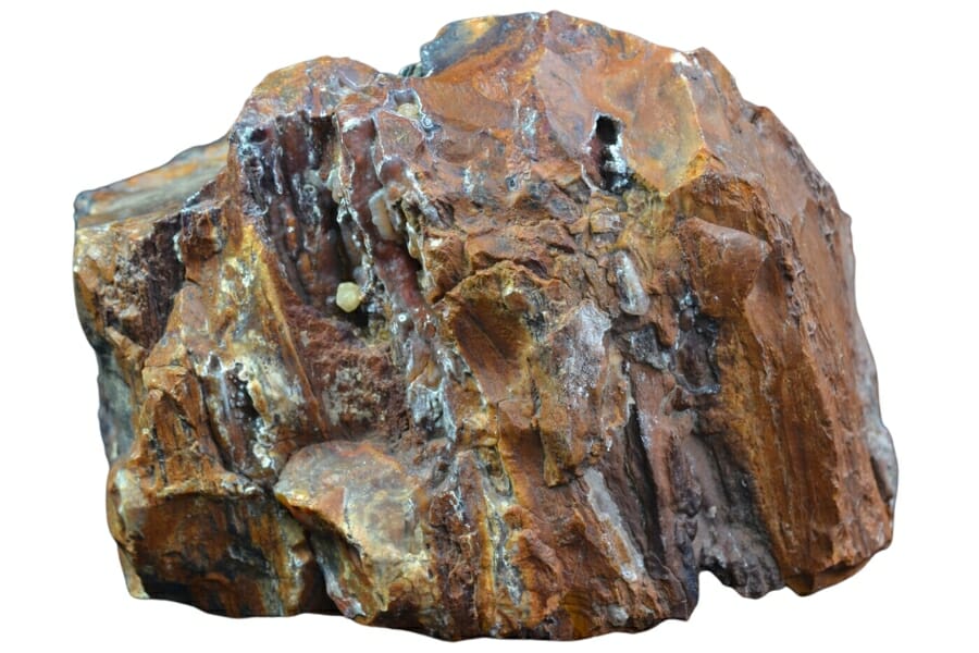 Close-up look at a brown petrified wood