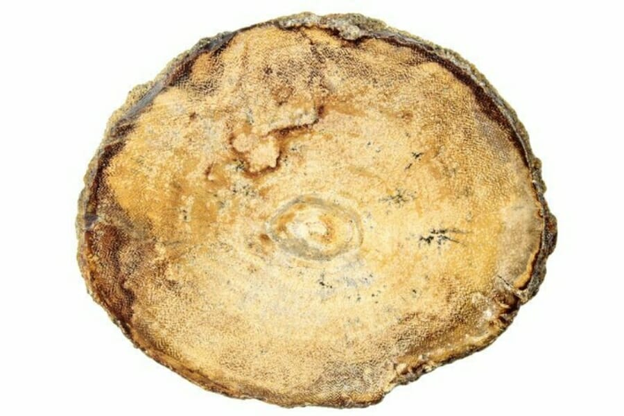 A stunning top view of a petrified wood log