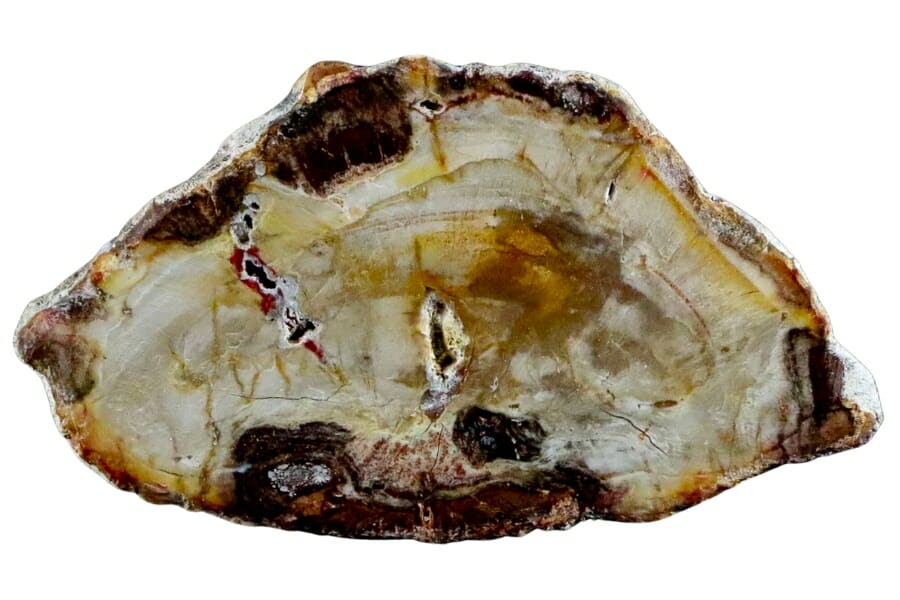 Polished petrified wood branch