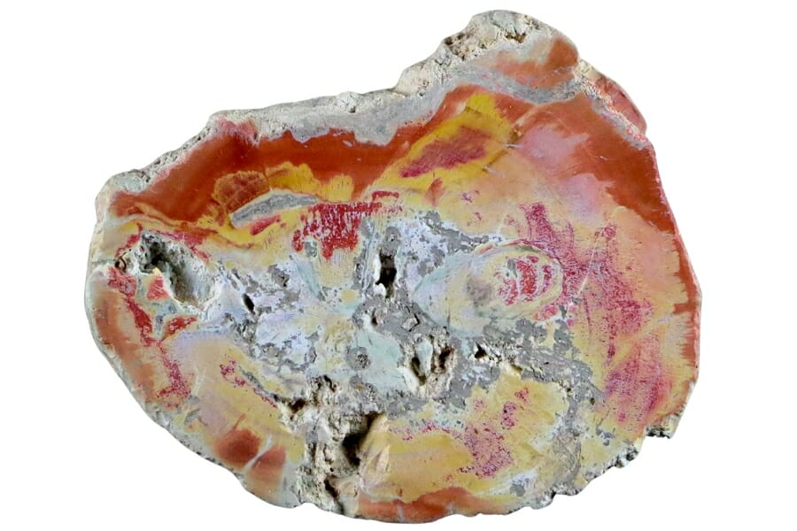 Petrified wood showing details of the wood in red, yellow, and white