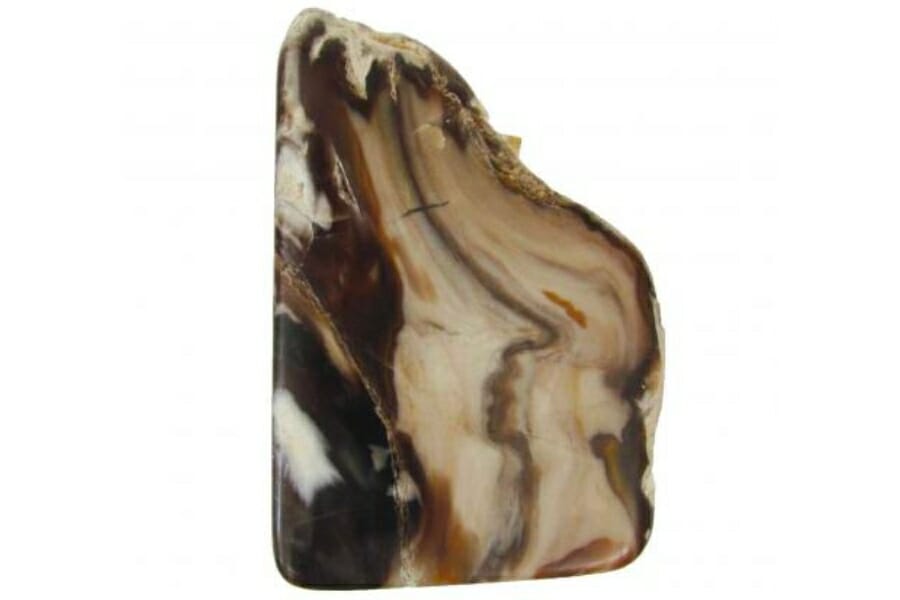 A piece of petrified wood with interesting details in black, brown, and cream colors