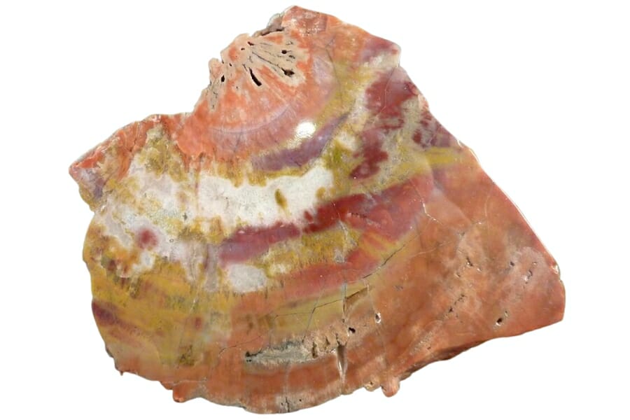 Beautiful piece of petrified wood showing colors of orange, yellow, red, and white