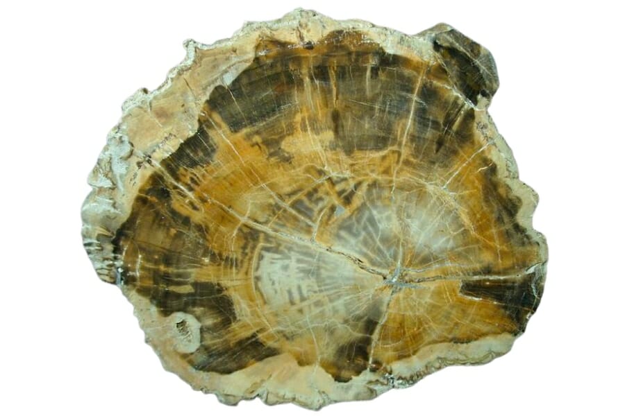A stunning slice of a petrified wood