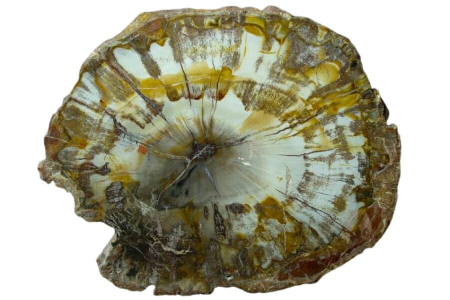 A beautiful piece of petrified wood showing white, yellow, and brown-colored wood details