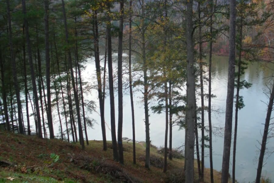 A shallow creek in Pryorsburg foregrounded by lanky trees