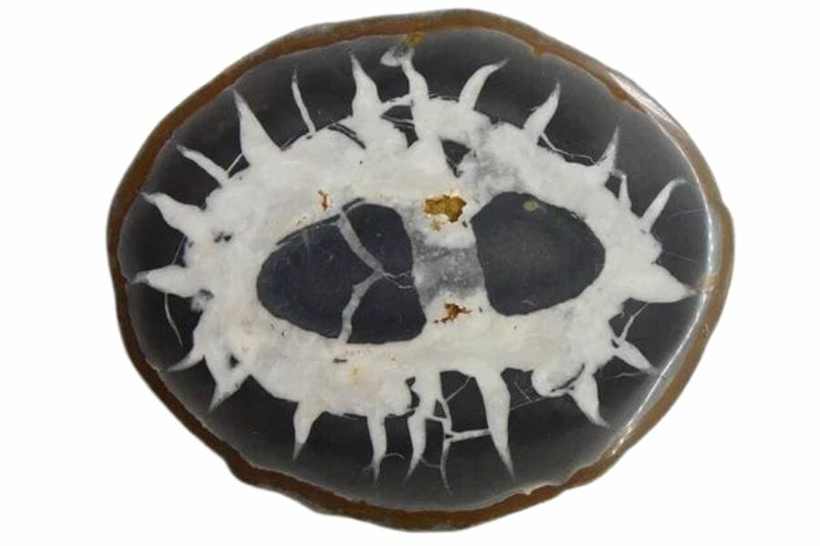 Cut and polished septarian nodule with white and black interior