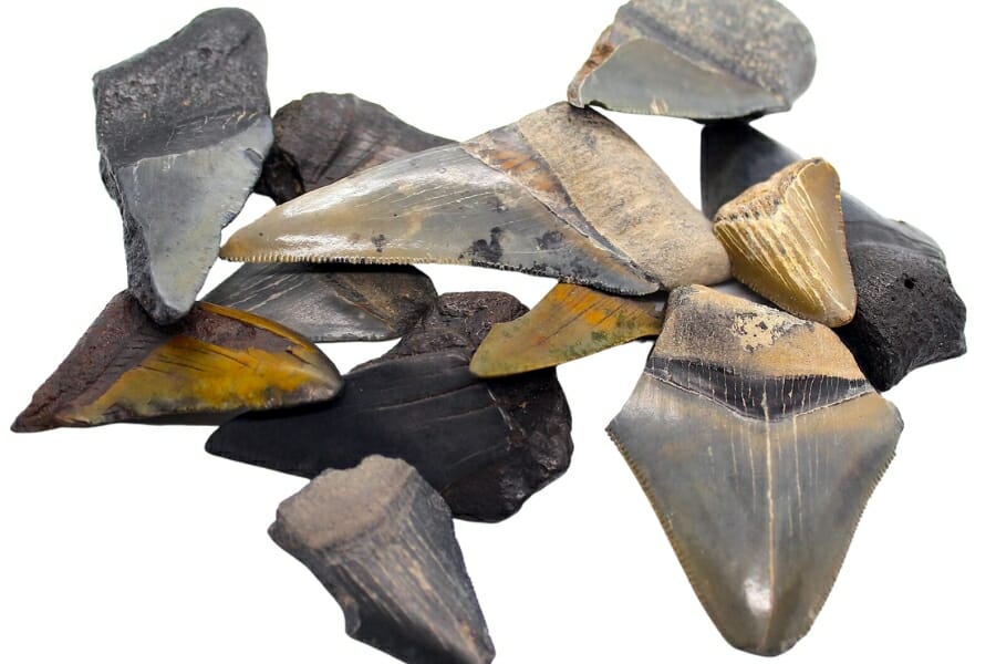 Pieces of raw shark teeth fossils