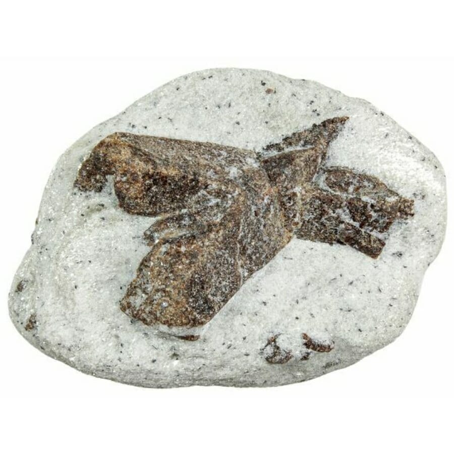 A milky white specimen of staurolite with its distinct brown cross in the middle