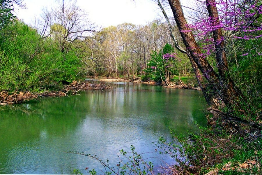 A vibrant area around sunfish creek with blooming flowers
