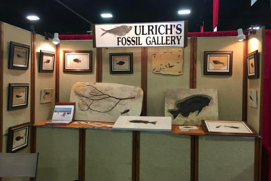 A look at the gallery showroom of Ulrich's Fossil Gallery.