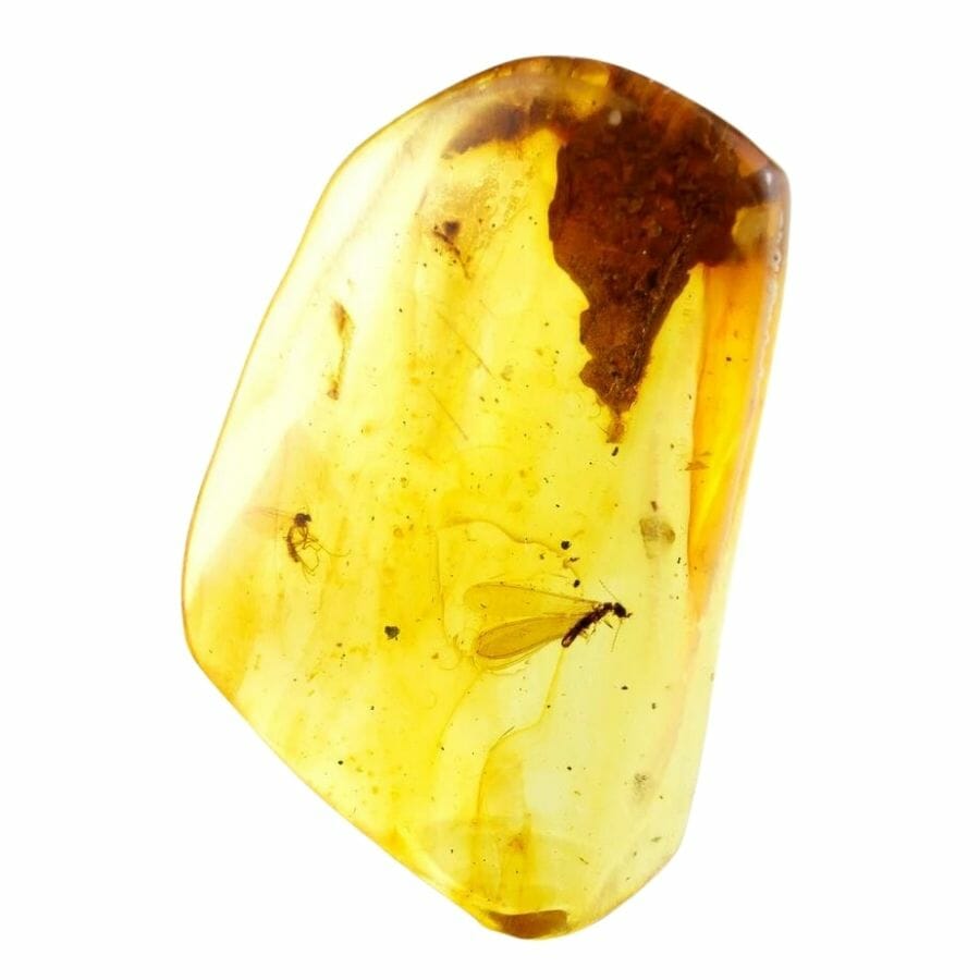 polished honey-yellow amber containing a fossilized insect