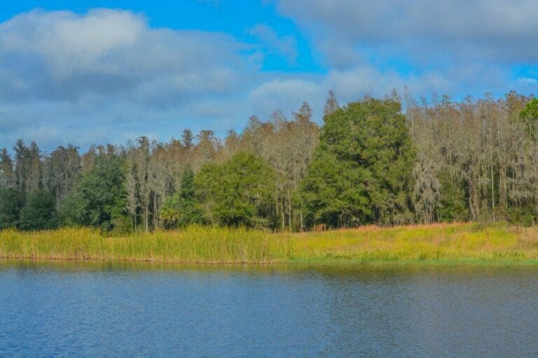 16 Great Ways To Find Petrified Wood in Florida in 2023