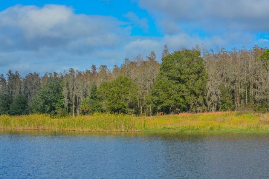 beach of a lake lined by trees