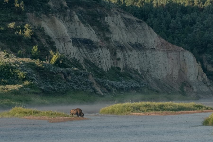 islands in the Little Missouri River with a grazing bison