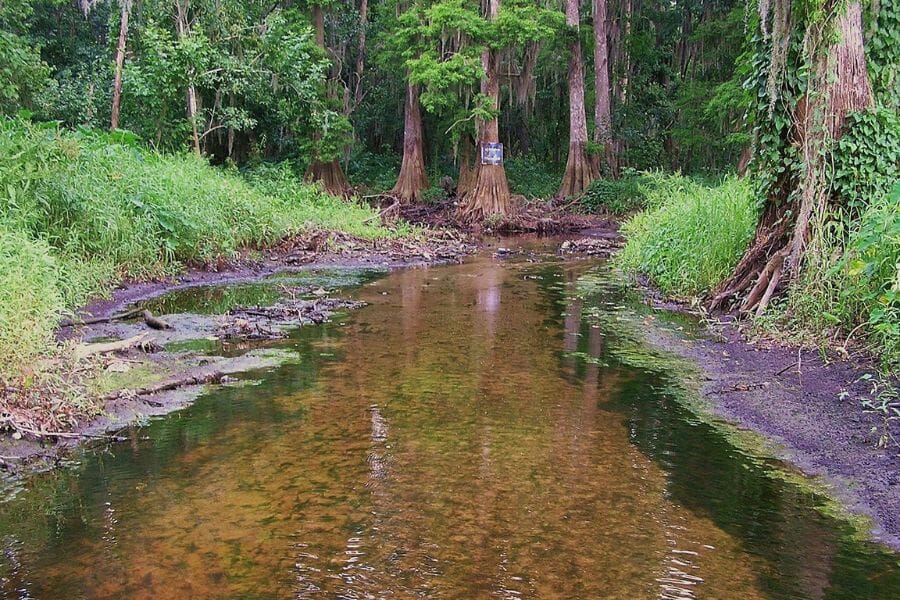 shallow waters of the Peace River in Florida with trees lining the riverbanks