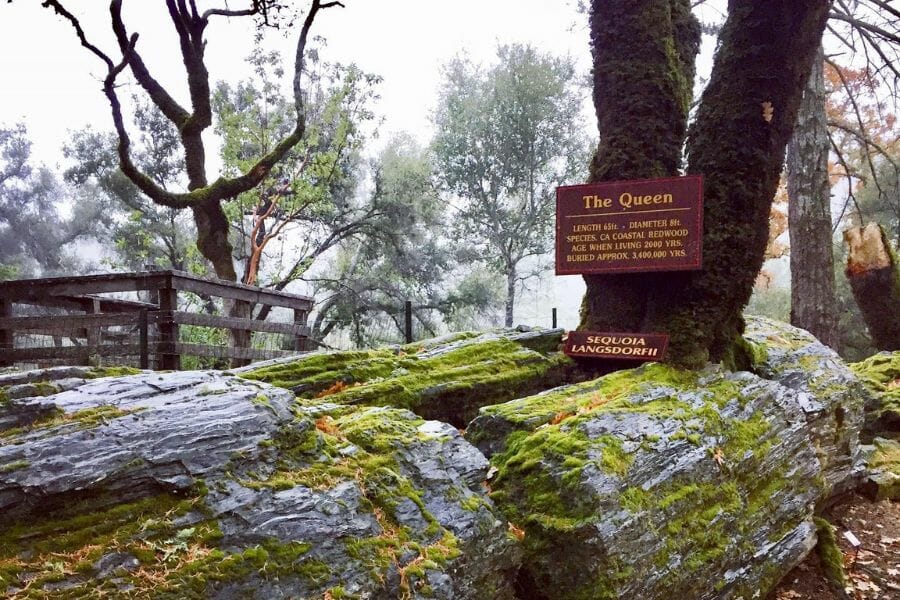 petrified wood trunk named "The Queen" with live tree