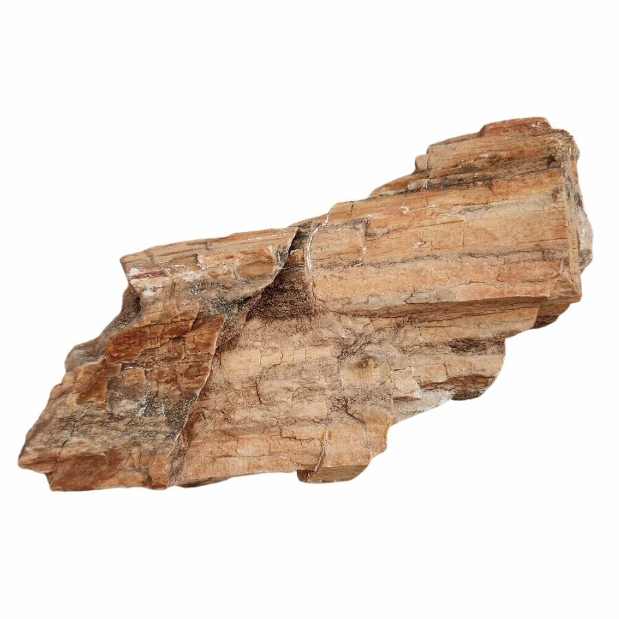 petrified wood in Florida showing the texture of the tree bark