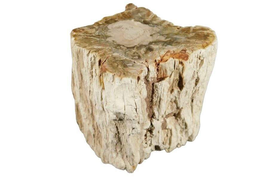 petrified wood showing the texture of the tree's bark and rings