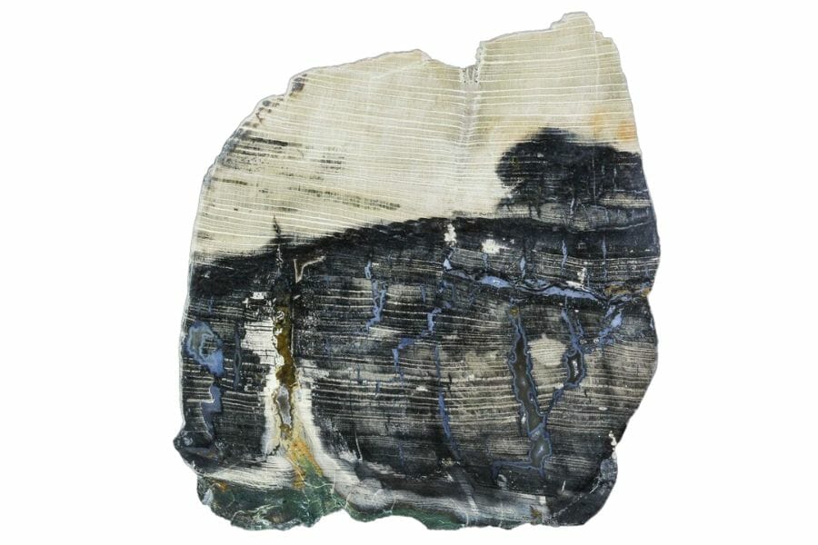 slab of black and white petrified wood in Montana with some blue inclusions, showing layers of tree rings