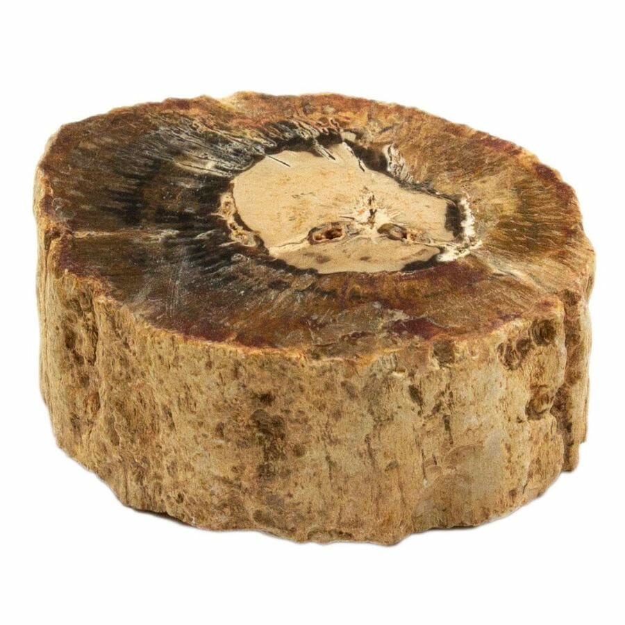 slice of petrified wood showing the texture of the bark and the tree rings