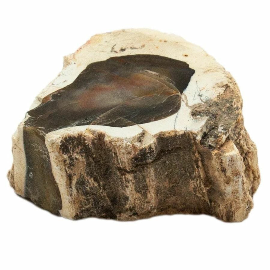 petrified wood slice with a dark center