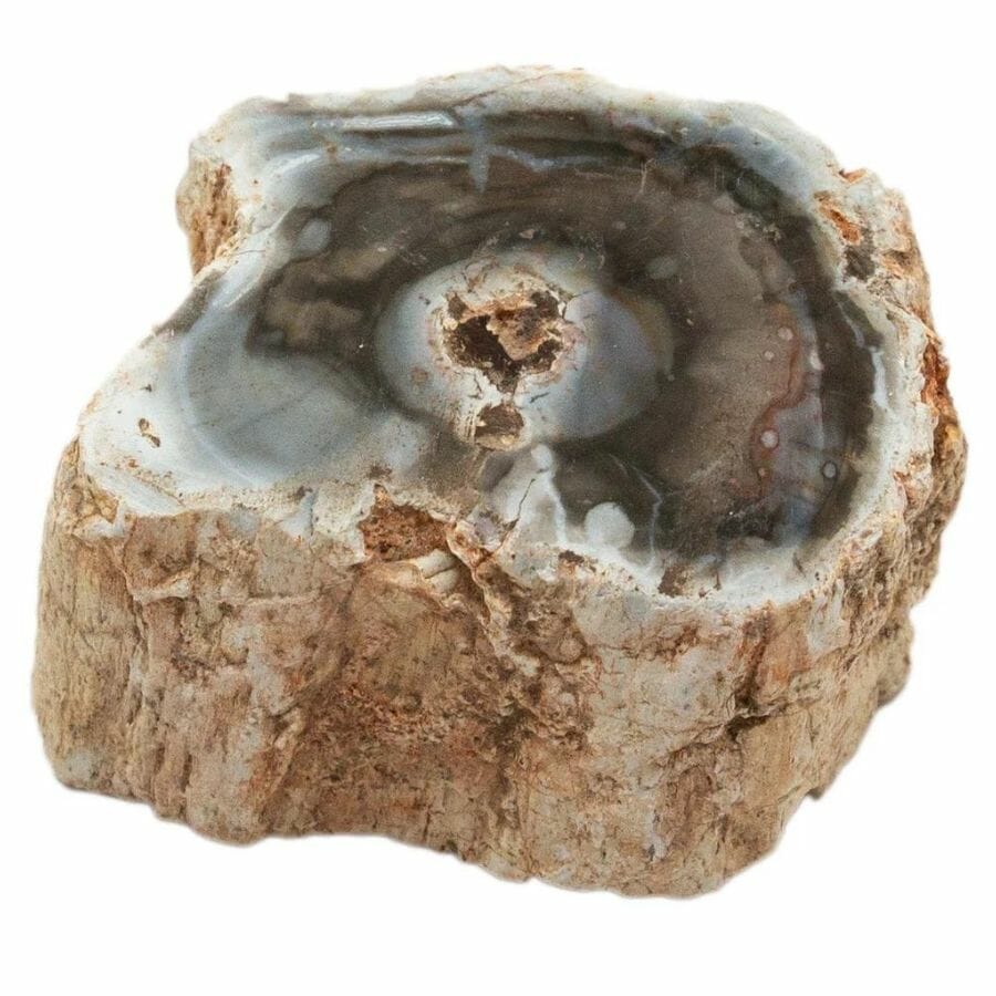 slab of petrified wood with brown, white, and black layers