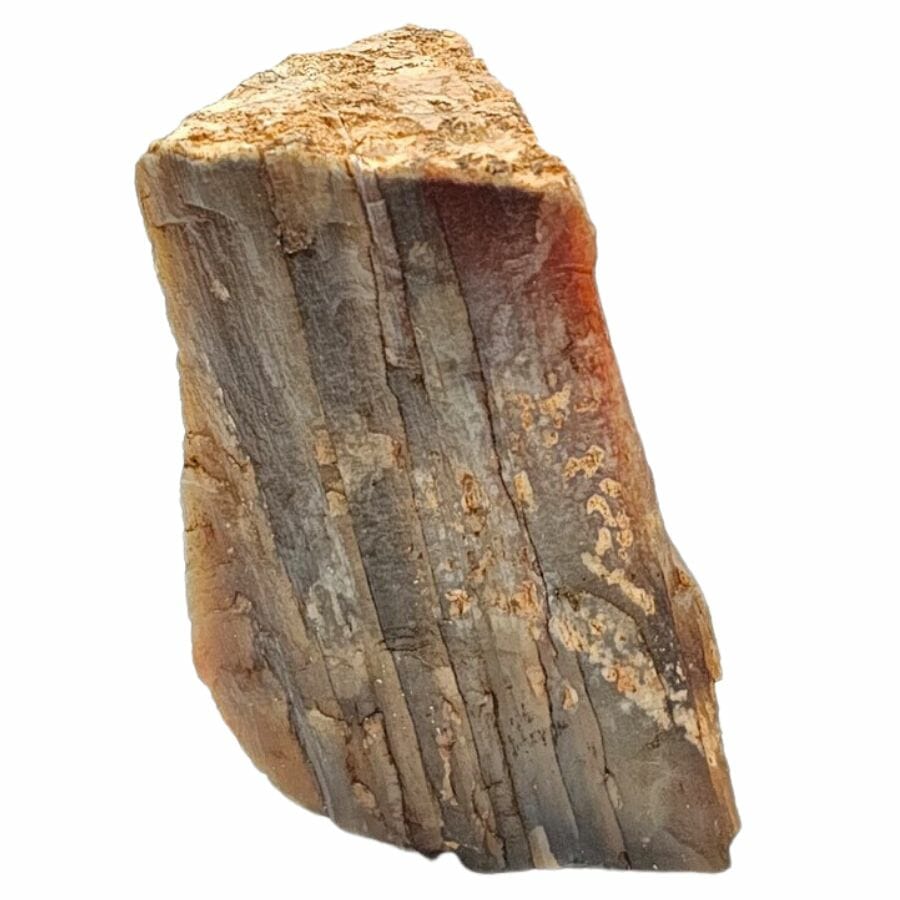slice of petrified wood showing the texture of the tree bark