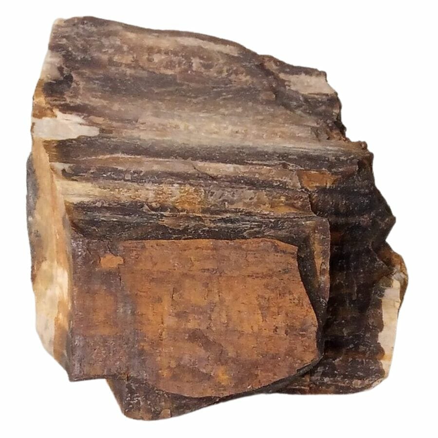 petrified wood showing the texture of the tree bark and the layers of the tree rings