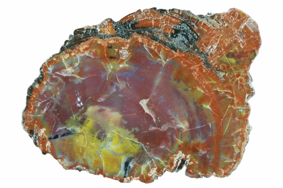 slab of petrified wood with red, yellow, orange, and black bands found in Washington
