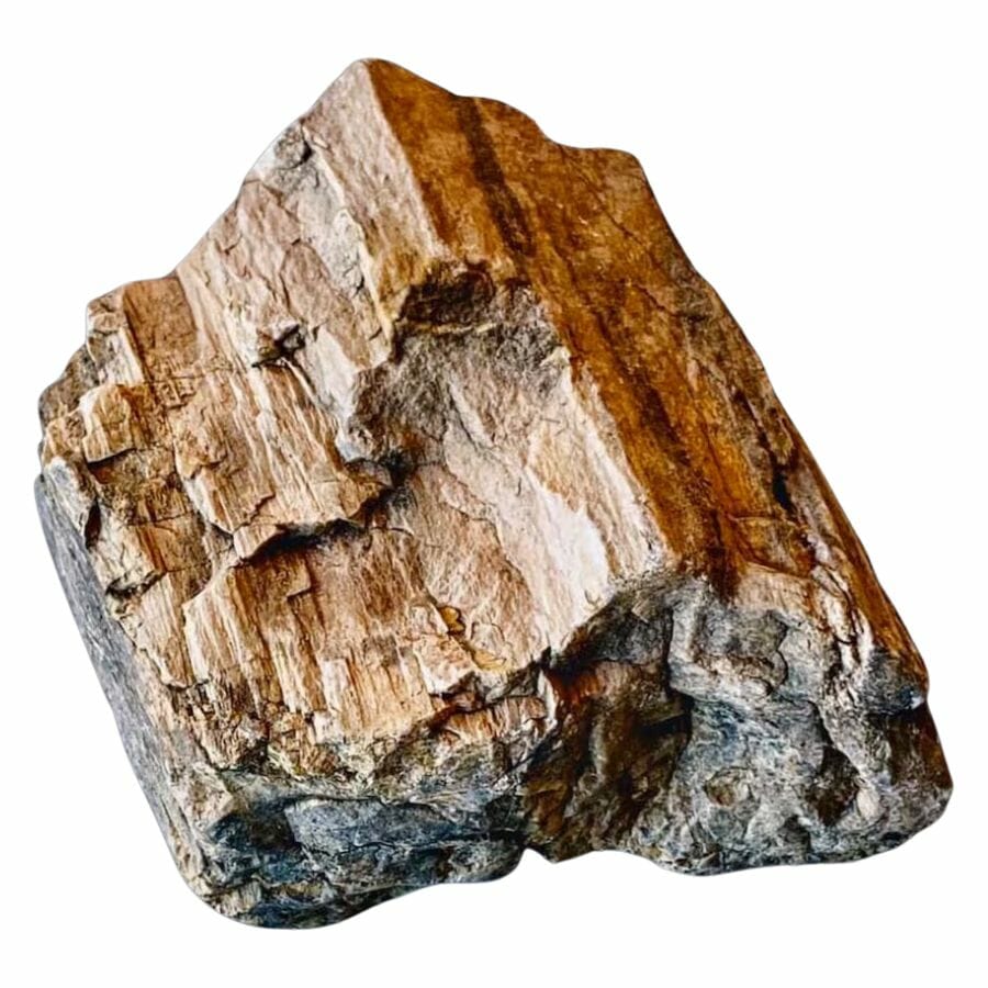rough petrified wood in Arkansas showing the original wood's texture
