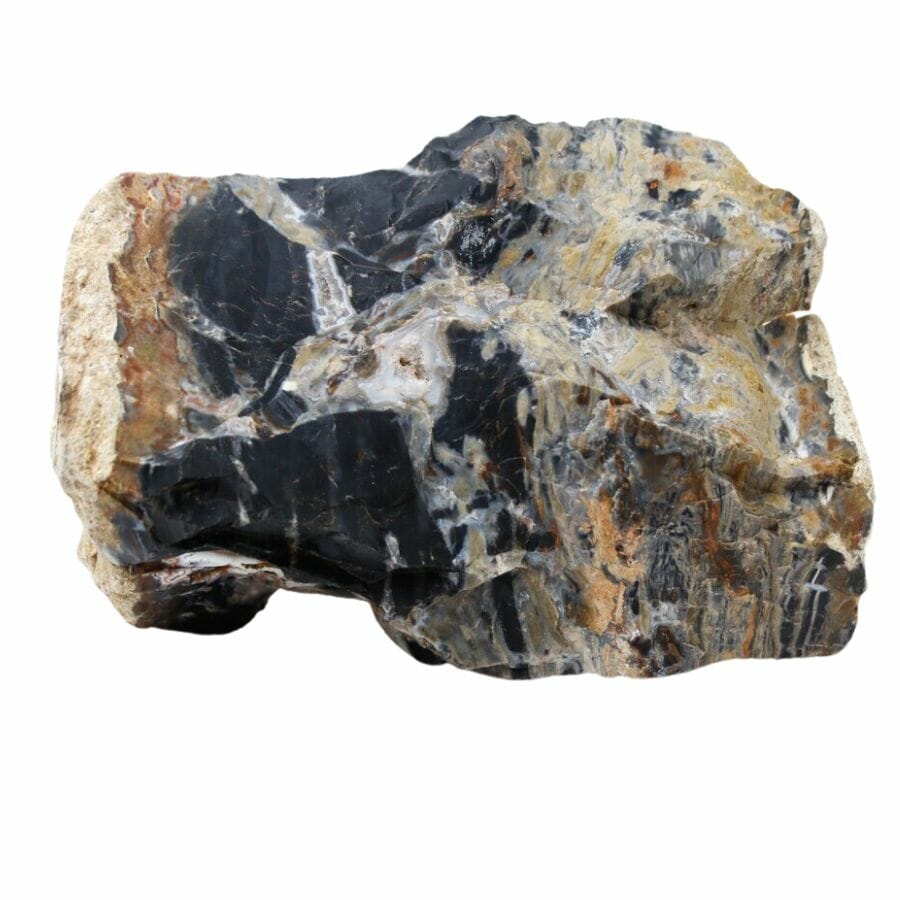 rough petrified wood with black, white, and yellow layers