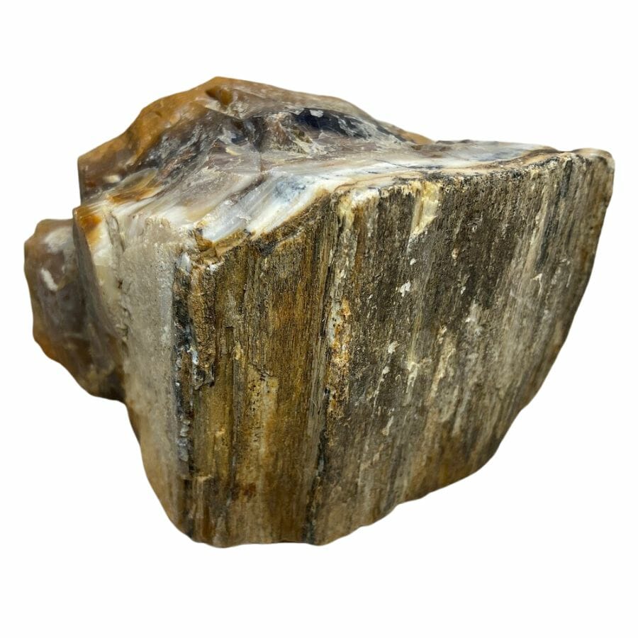 petrified wood chunk showing the texture of the tree bark