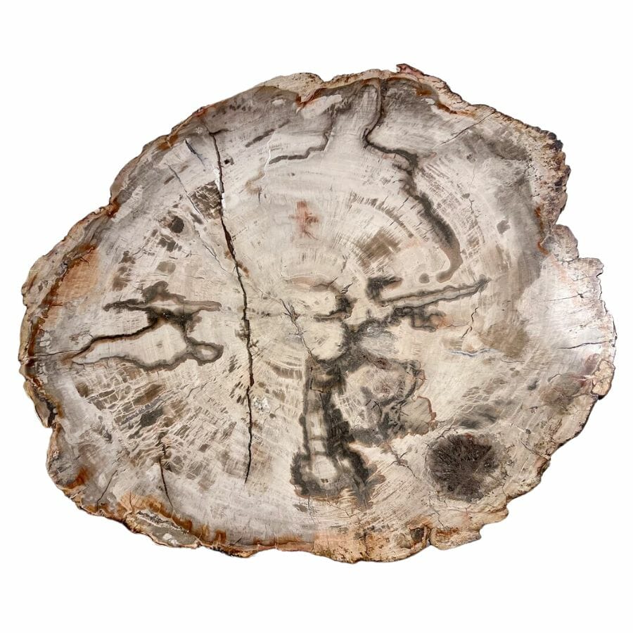 petrified wood in Tennessee displaying the texture of the bark and the rings of the tree