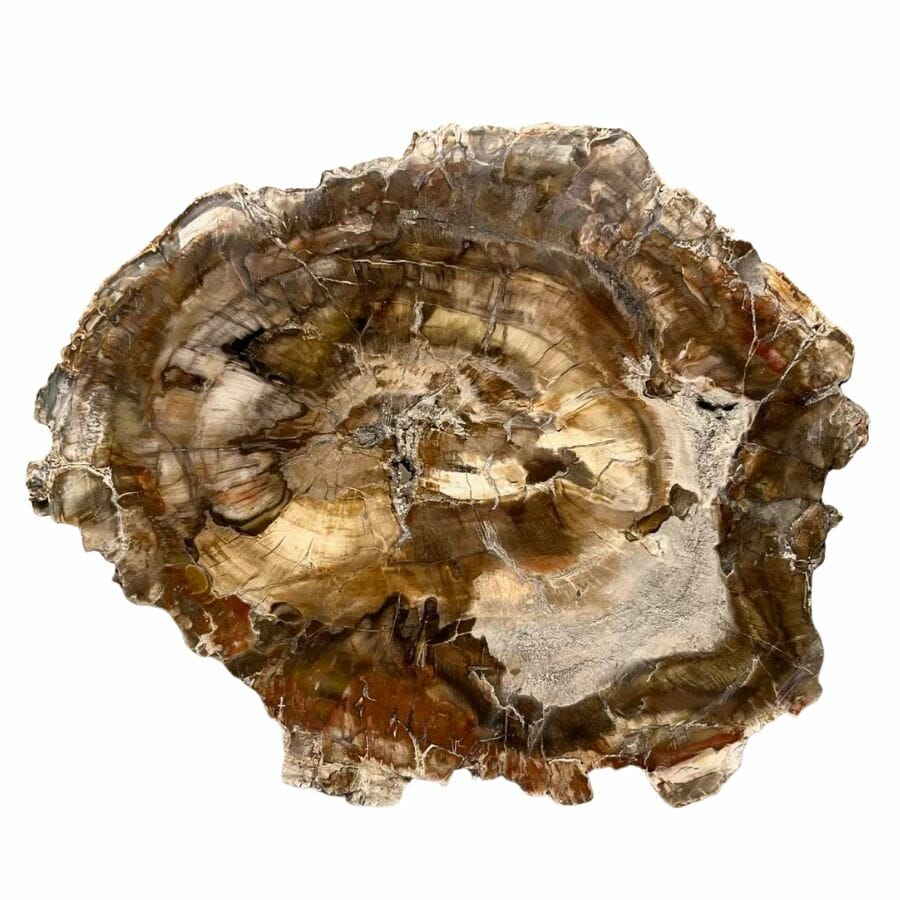 slab of California petrified wood with brown and white swirls and visible tree rings