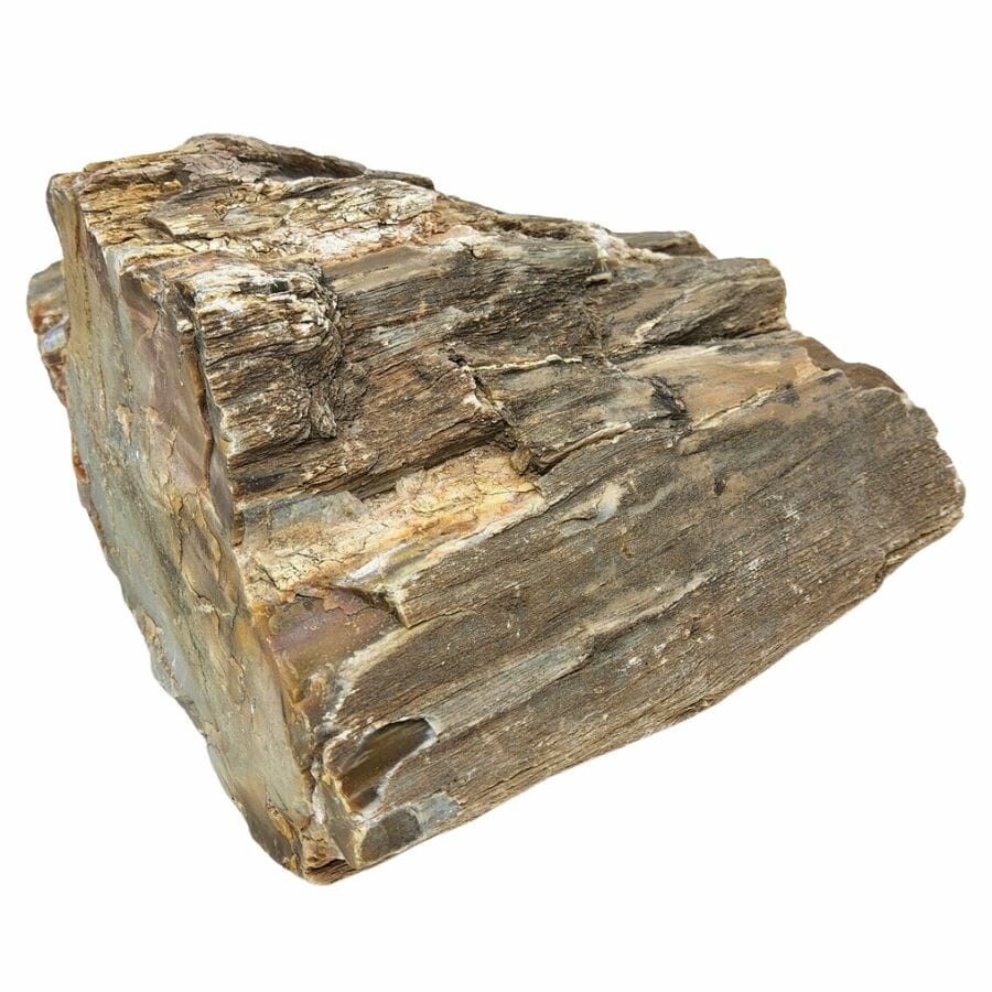 petrified wood showing the texture of the tree bark